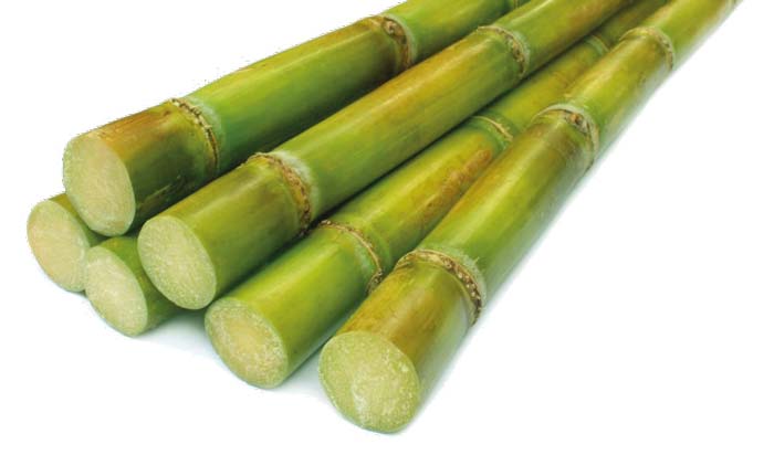 stalks-of-sugar-cane stalks-of-sugar-cane